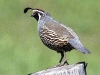 california-quail.jpg