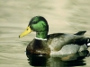 mallard.jpg