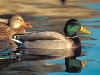 mallard2.jpg