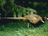 pheasant.jpg