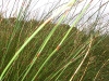 wceetjan08lakeserpentine_8.jpg