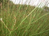wceetjan08lakeserpentine_9.jpg