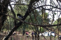 Tuki Site bird.PNG Tuki Site bird.PNG